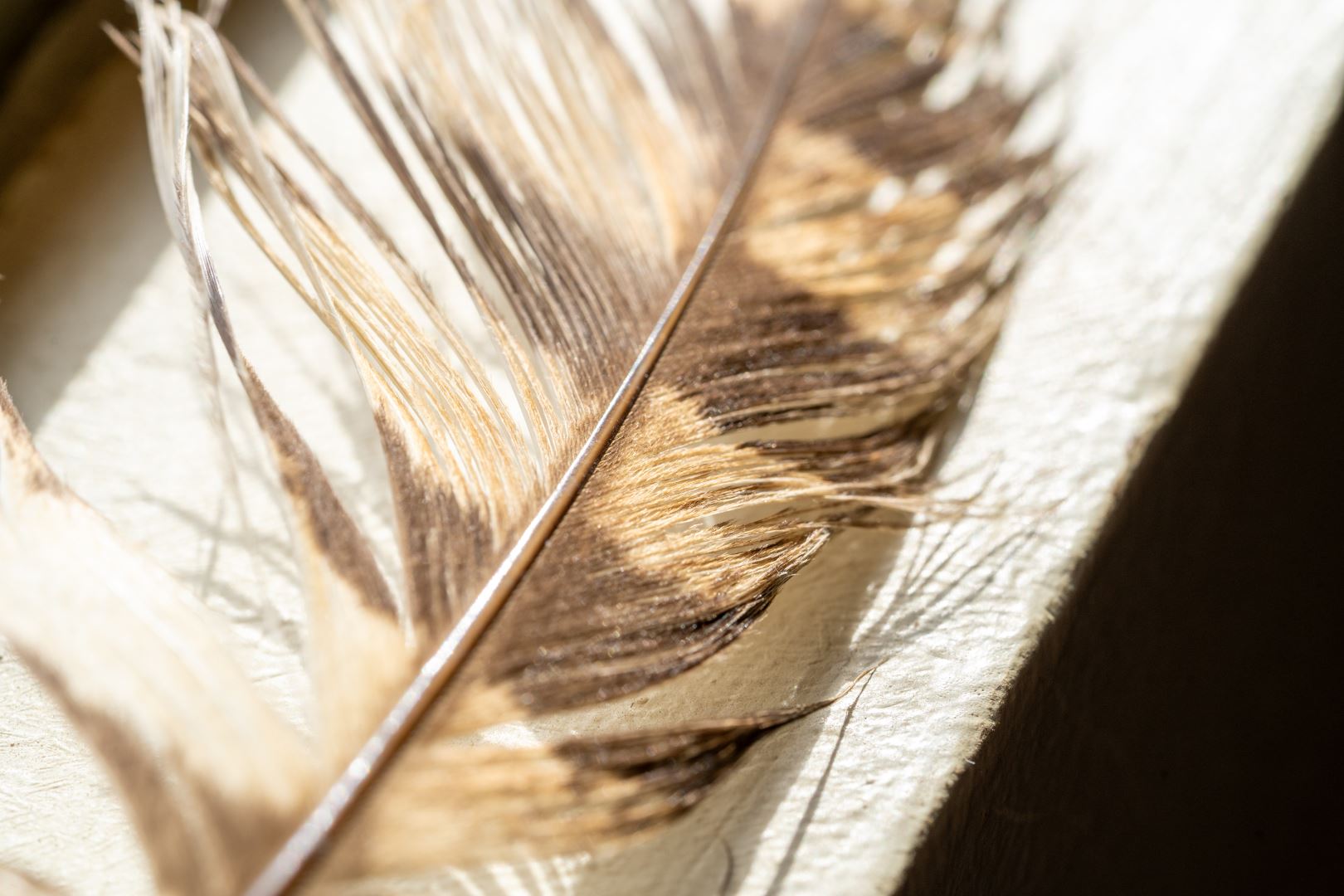 Close-up of a feather with brown spots